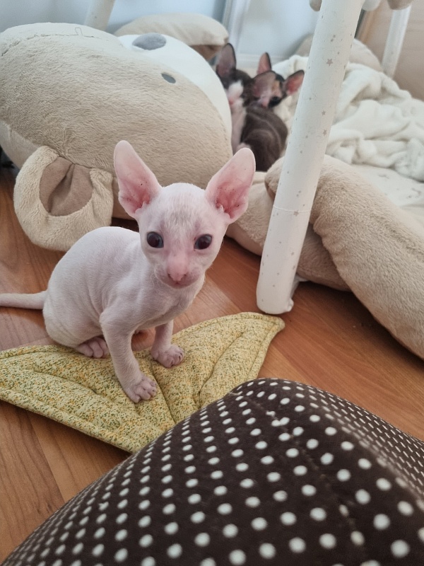 Zefirka Elemani Dream - Kitten cornish rex 3.5 weeks