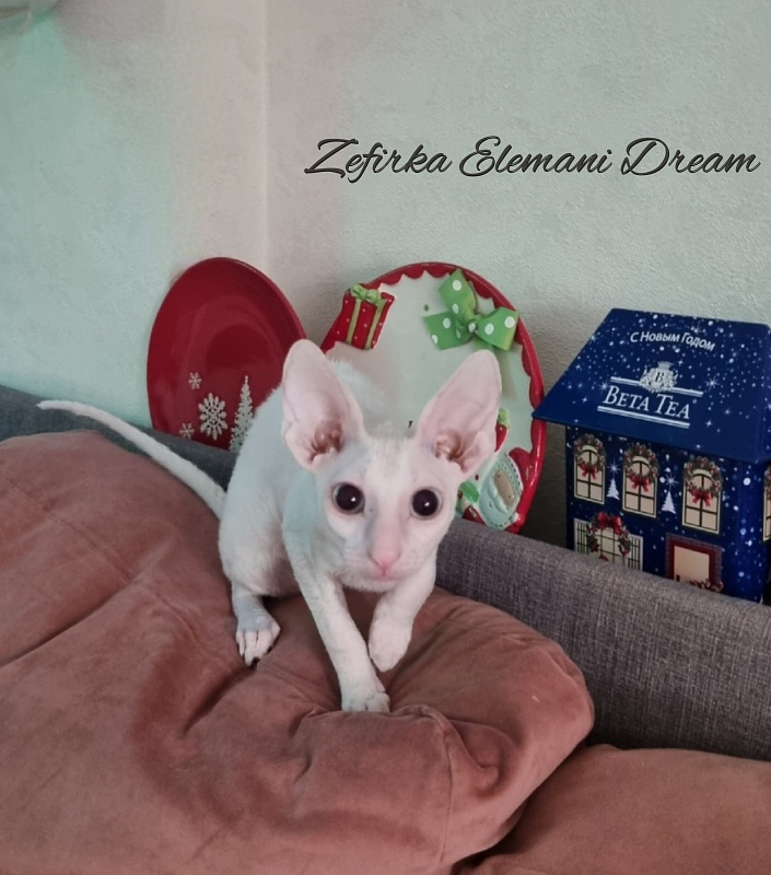 Zefirka Elemani Dream - Kitten cornish rex 3 months 3 weeks
