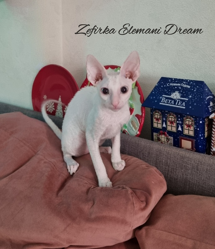 Zefirka Elemani Dream - Kitten cornish rex 3 months 3 weeks