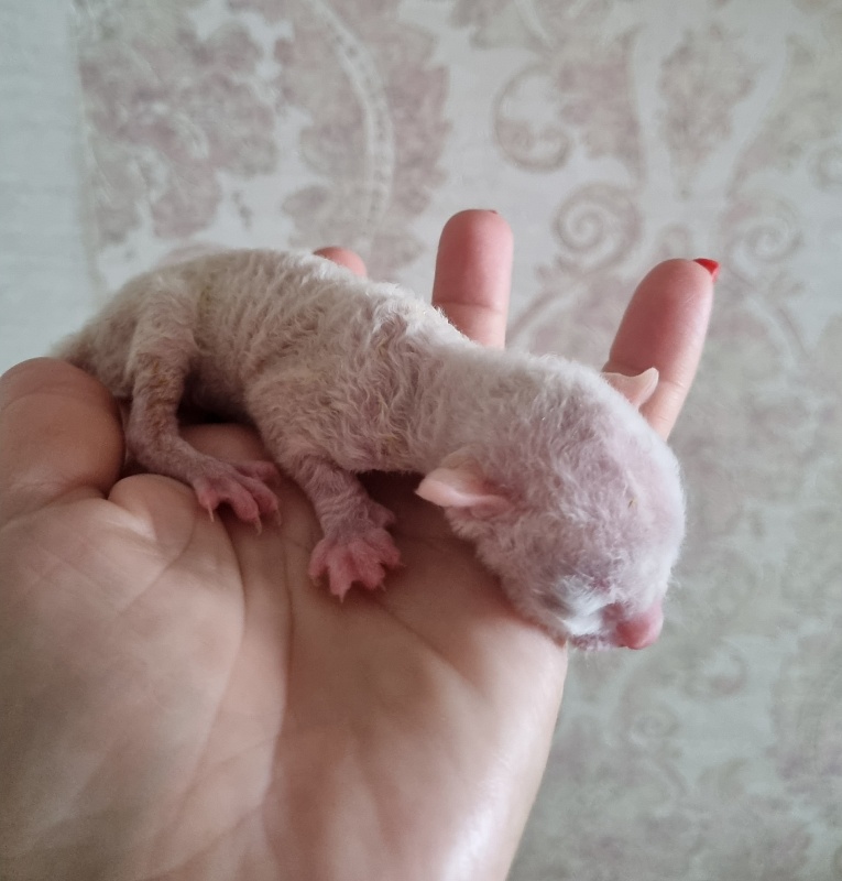 Zefirka Elemani Dream - Kitten cornish rex