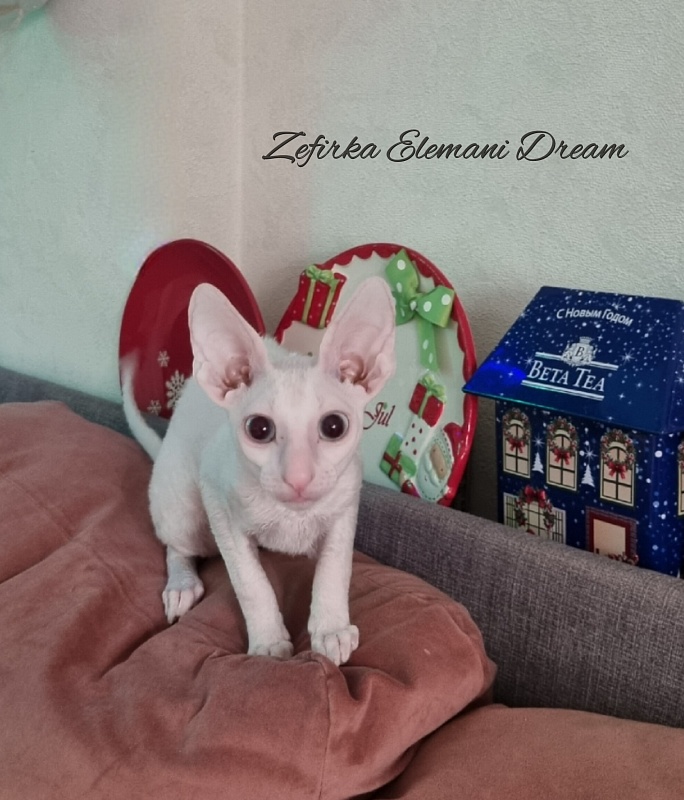 Zefirka Elemani Dream - Kitten cornish rex 3 months 3 weeks