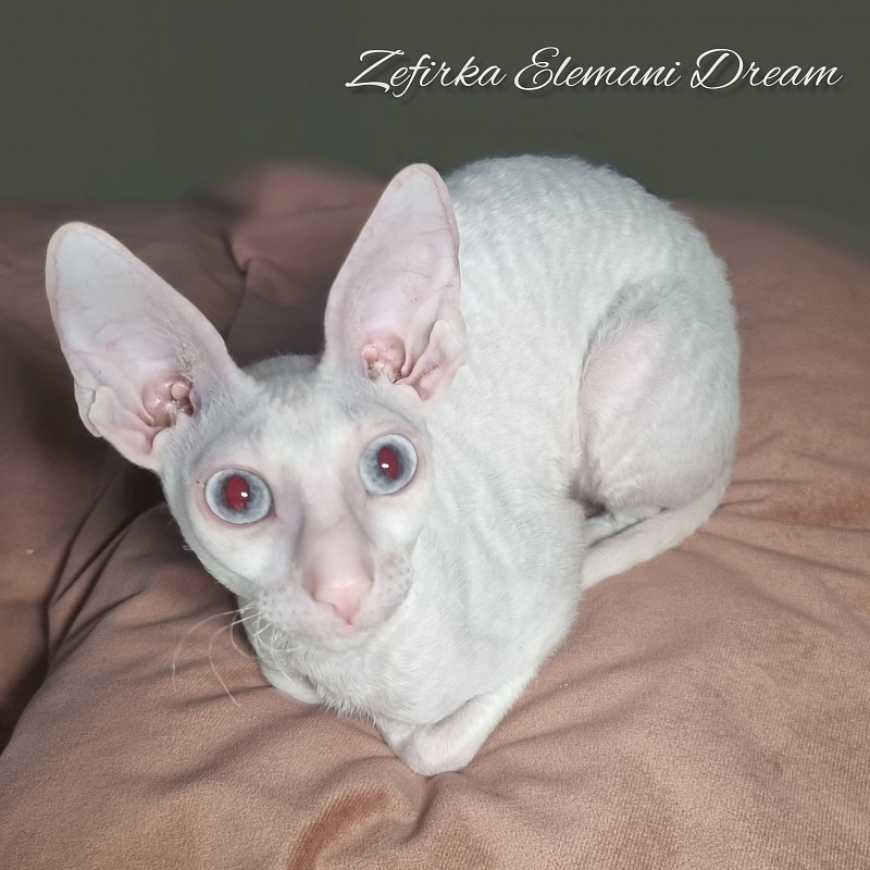 Zefirka Elemani Dream - Kitten cornish rex 6 months 0.5 weeks