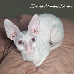 Zefirka Elemani Dream