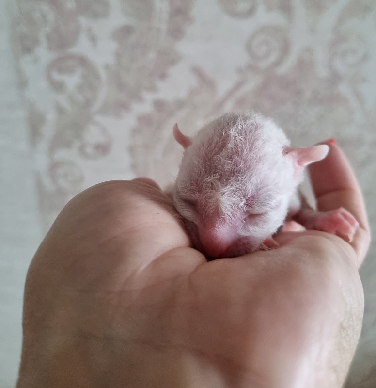 Zefirka Elemani Dream - Kitten cornish rex