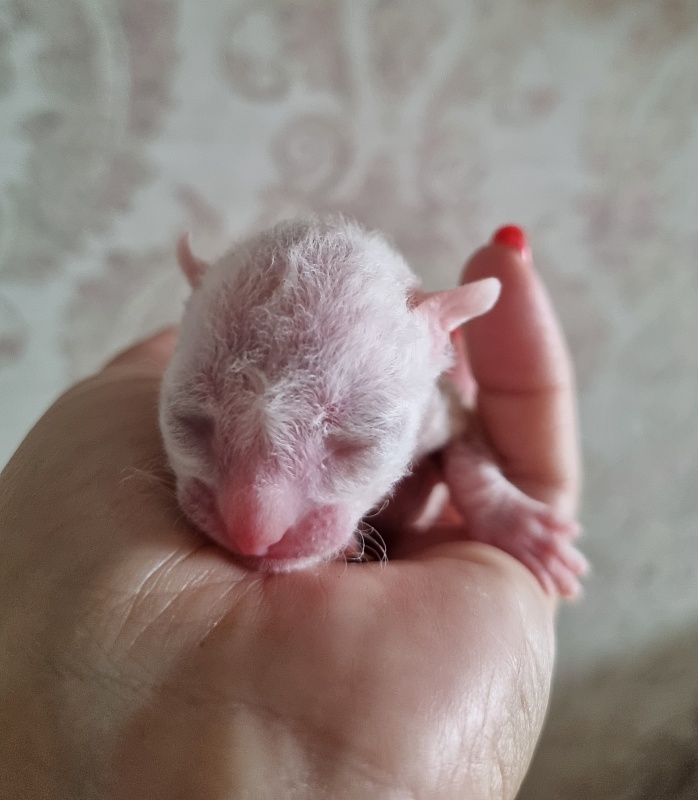 Zefirka Elemani Dream - Kitten cornish rex