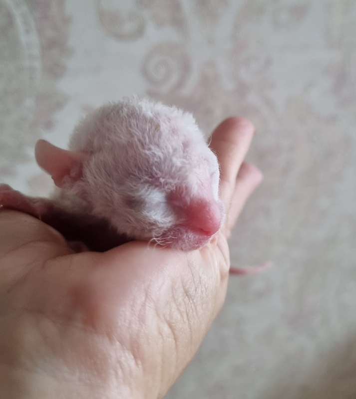 Zefirka Elemani Dream - Kitten cornish rex