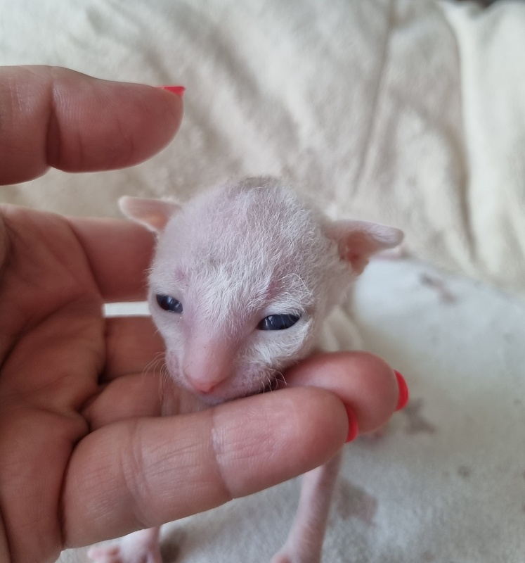 Zefirka Elemani Dream - Kitten cornish rex 1 week