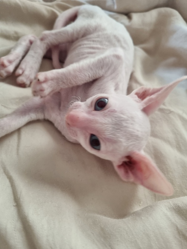 Zefirka Elemani Dream - Kitten cornish rex 1 month 0.5 weeks