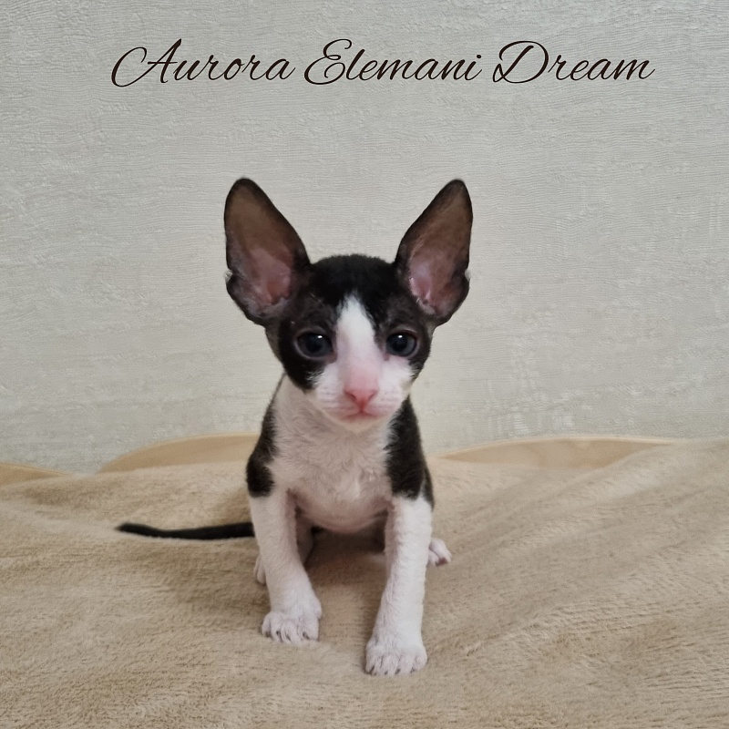 Aurora Elemani Dream - Kitten cornish rex 1 month 1 week