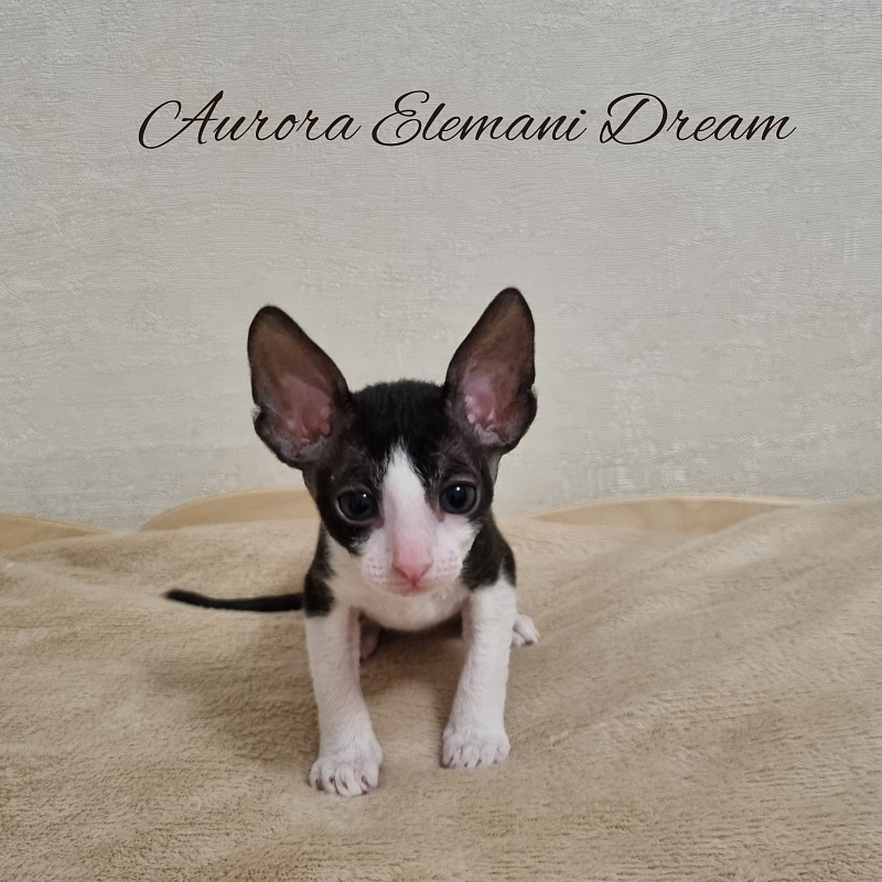 Aurora Elemani Dream - Kitten cornish rex 1 month 1 week