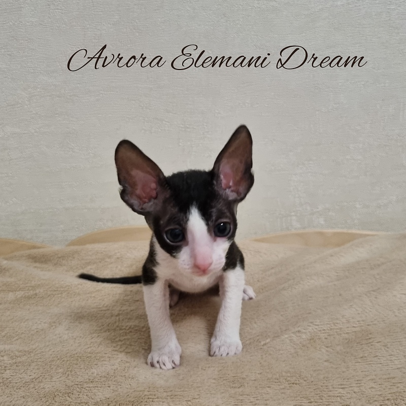 Aurora Elemani Dream - Kitten cornish rex 1 month 1 week