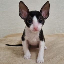 Aurora Elemani Dream