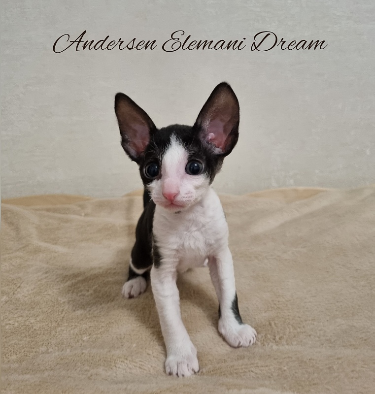 Andersen Elemani Dream - Kitten cornish rex 1 month 1 week