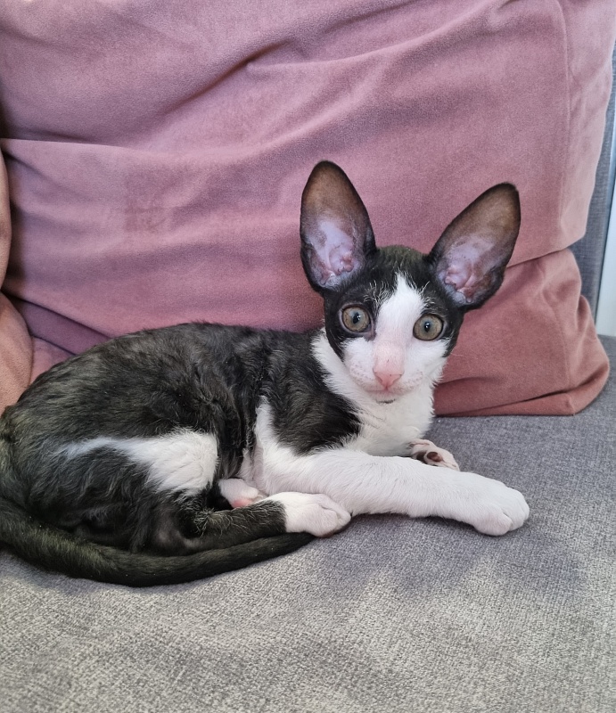 Andersen Elemani Dream - Kitten cornish rex 2 months 1.5 week