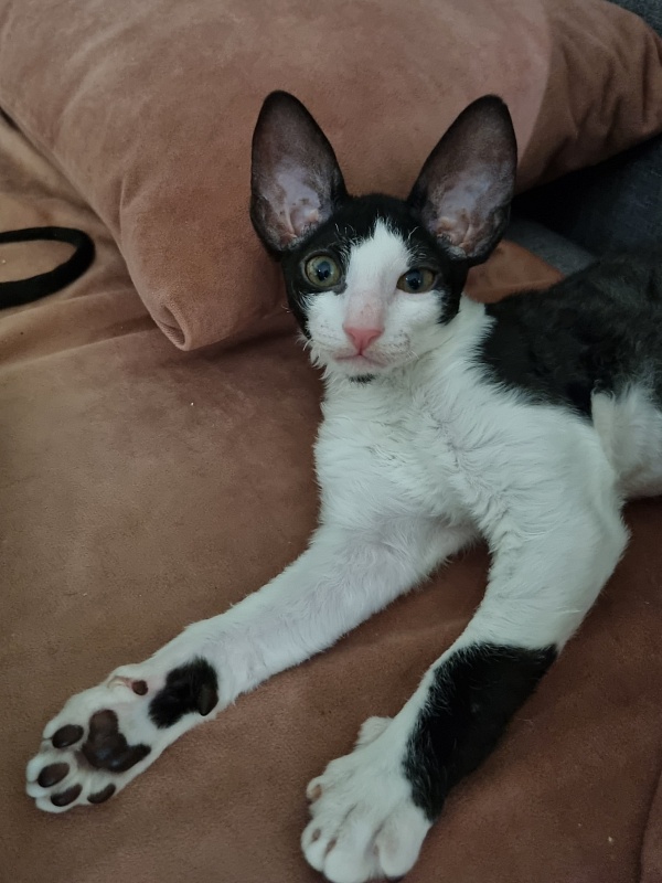 Andersen Elemani Dream - Kitten cornish rex 2 months 1.5 week