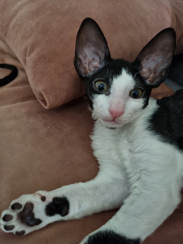 Andersen Elemani Dream - Kitten cornish rex 2 months 1.5 week