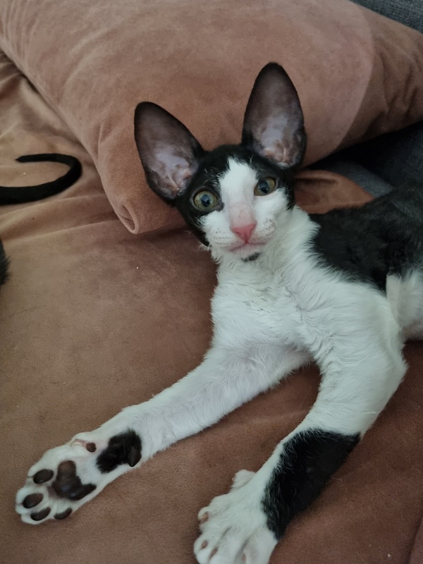 Andersen Elemani Dream - Kitten cornish rex 2 months 1.5 week