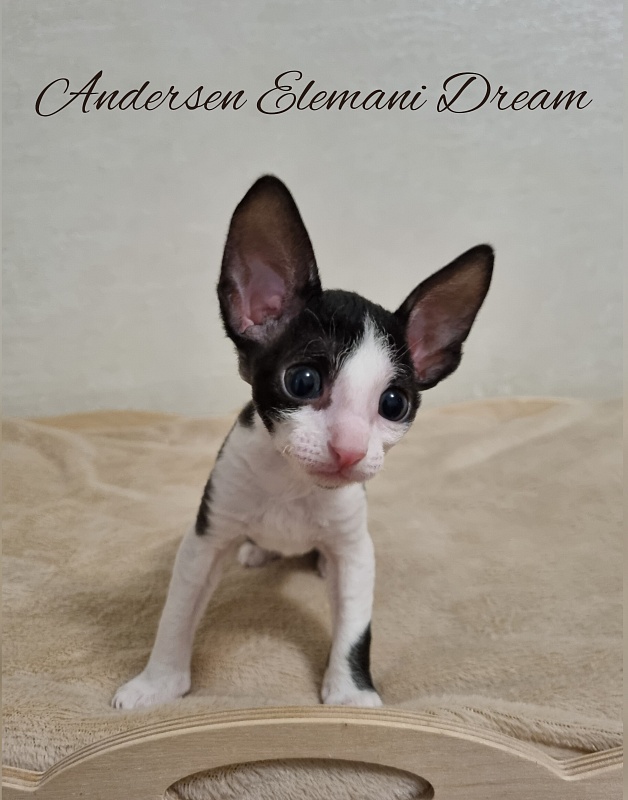 Andersen Elemani Dream - Kitten cornish rex 1 month 1 week