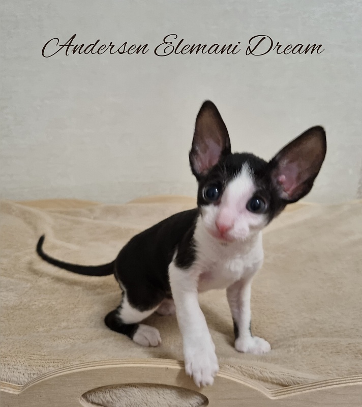 Andersen Elemani Dream - Kitten cornish rex 1 month 1 week