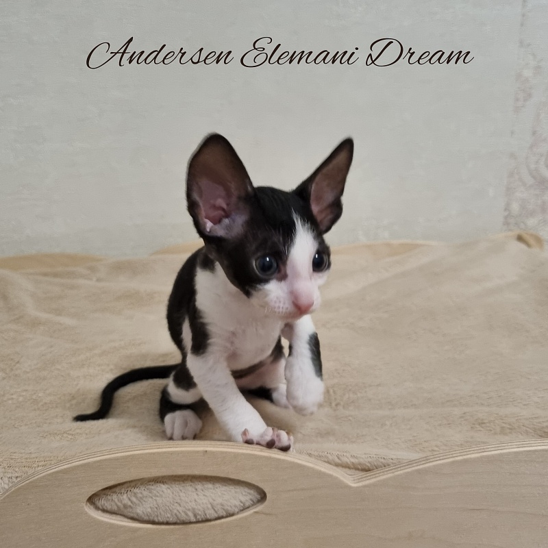 Andersen Elemani Dream - Kitten cornish rex 1 month 1 week