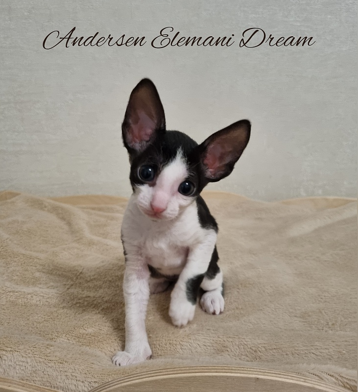 Andersen Elemani Dream - Kitten cornish rex 1 month 1 week