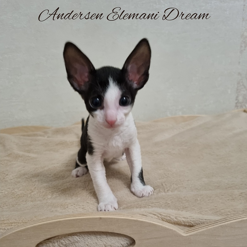 Andersen Elemani Dream - Kitten cornish rex 1 month 1 week