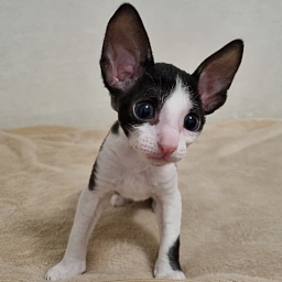 Andersen Elemani Dream