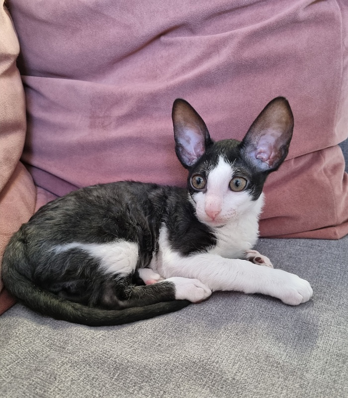 Andersen Elemani Dream - Kitten cornish rex 2 months 1.5 week