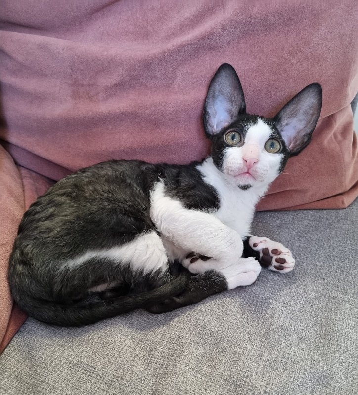 Andersen Elemani Dream - Kitten cornish rex 2 months 1.5 week