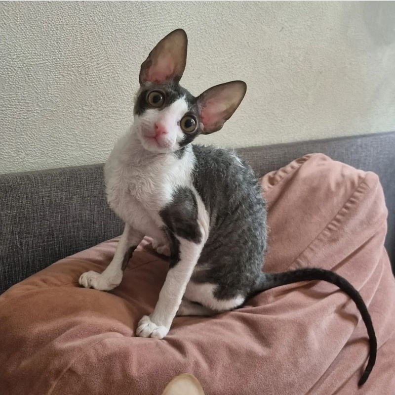 Astrid Elemani Dream - Kitten cornish rex 3 months 1.5 week
