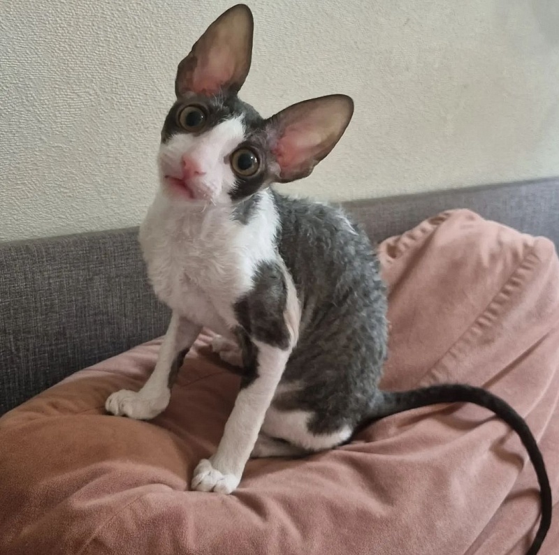 Astrid Elemani Dream - Kitten cornish rex 3 months 1.5 week