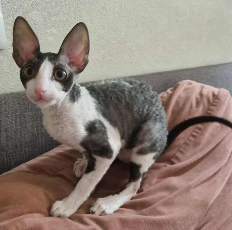 Astrid Elemani Dream - Kitten cornish rex 3 months 1.5 week