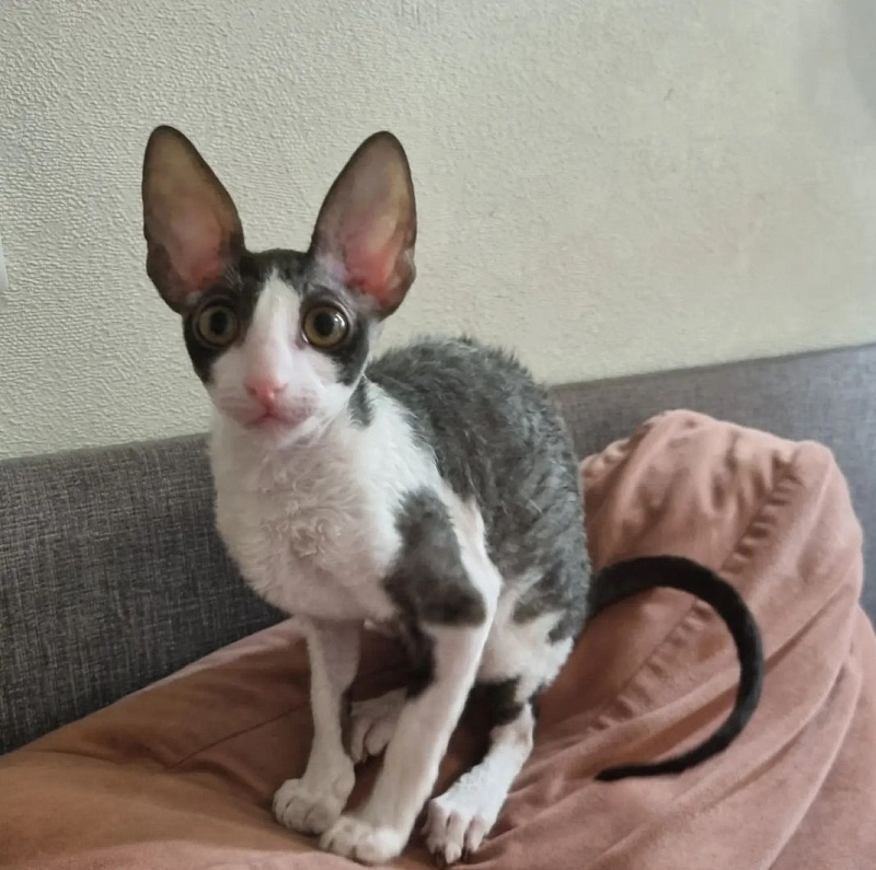 Astrid Elemani Dream - Kitten cornish rex 3 months 1.5 week