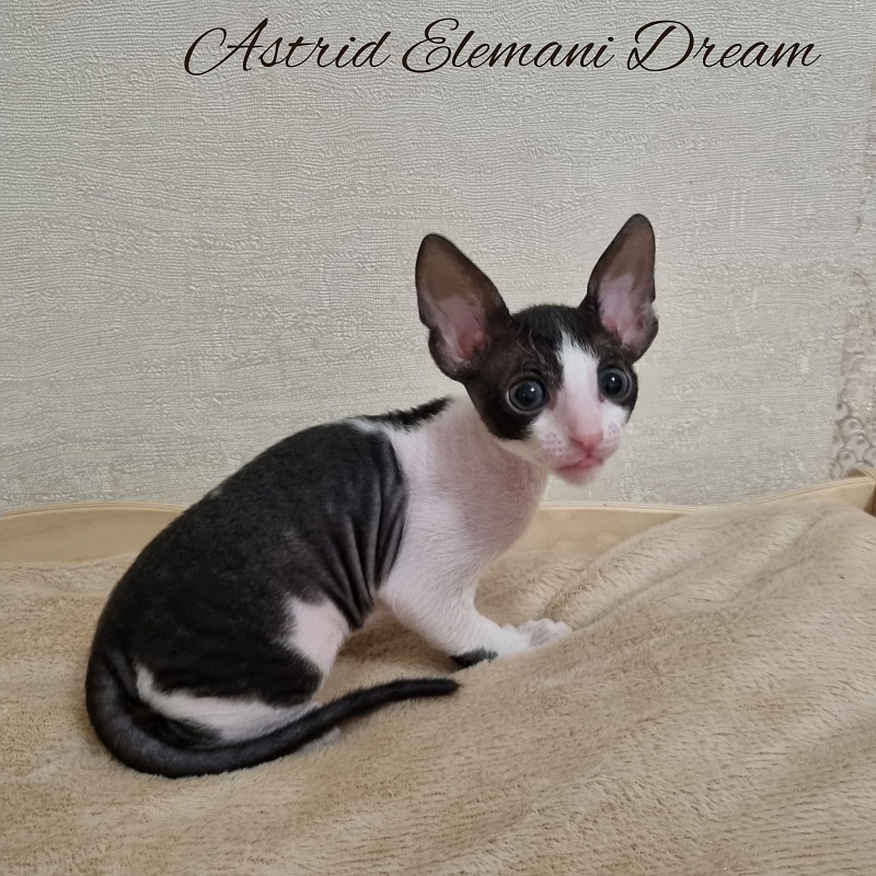 Astrid Elemani Dream - Kitten cornish rex 1 month 1 week