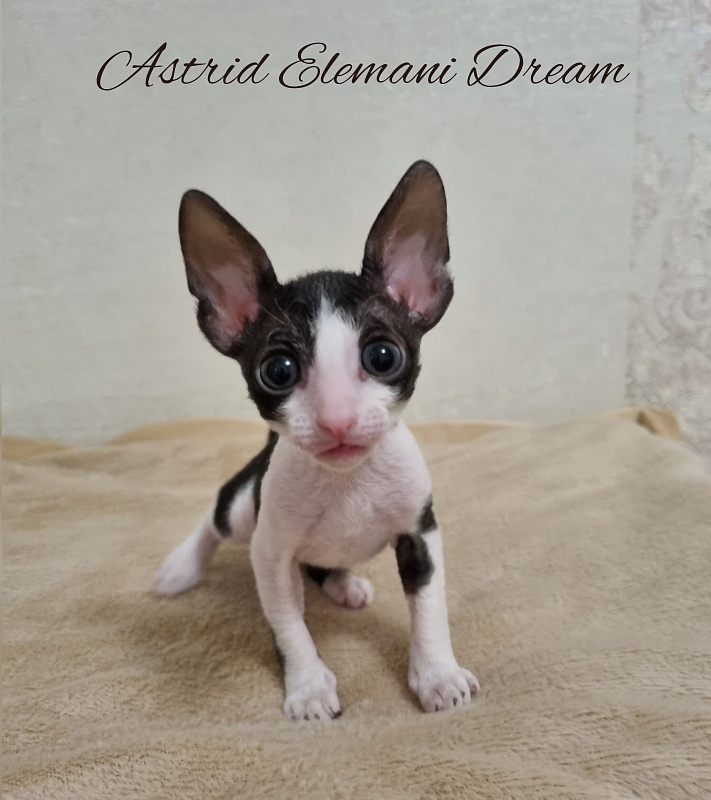 Astrid Elemani Dream - Kitten cornish rex 1 month 1 week
