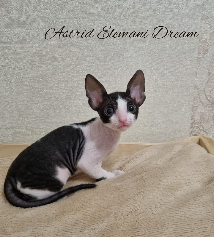 Astrid Elemani Dream - Kitten cornish rex 1 month 1 week