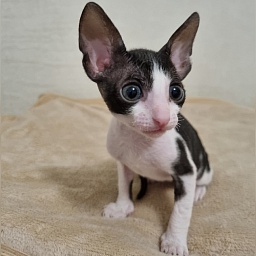 Astrid Elemani Dream