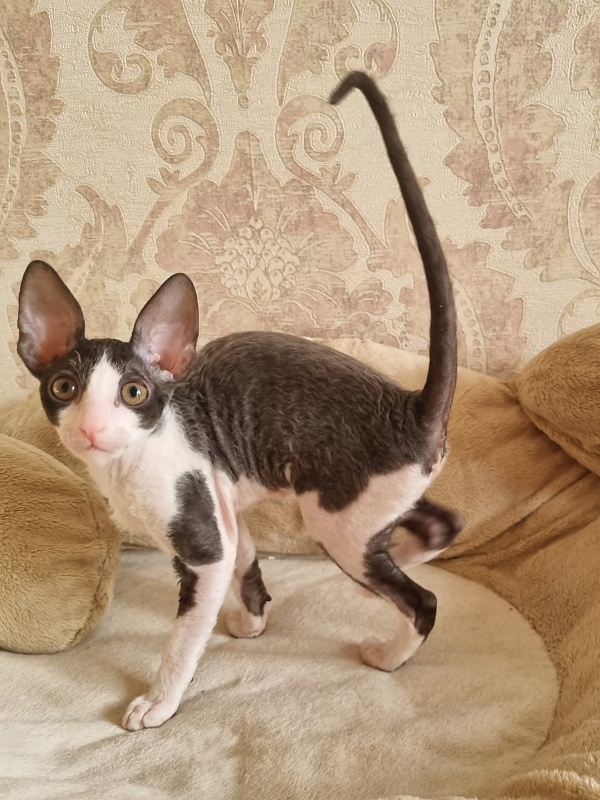 Astrid Elemani Dream - Kitten cornish rex 2 months 1.5 week