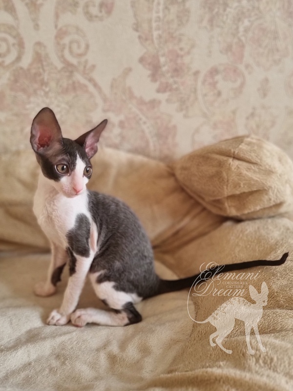 Astrid Elemani Dream - Kitten cornish rex 2 months 1.5 week