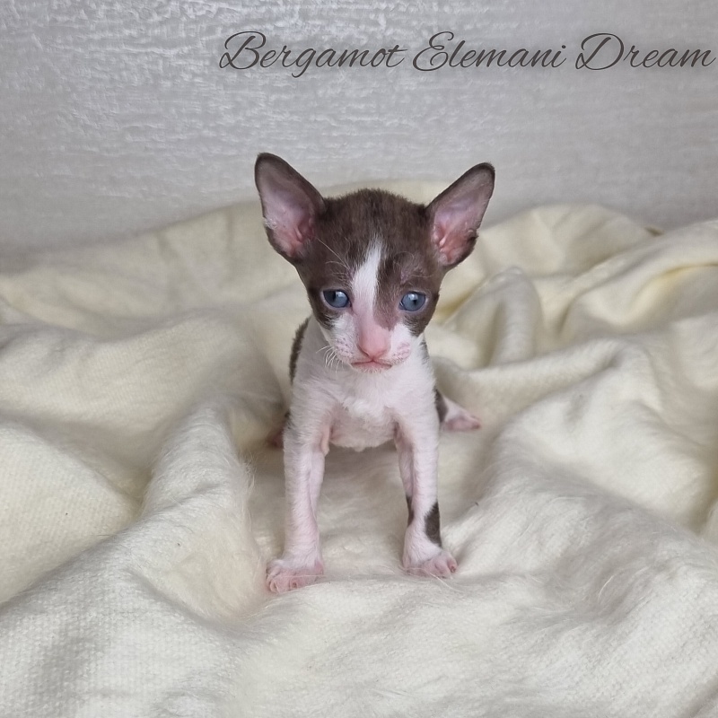Bergamot Elemani Dream - Kitten cornish rex 3 weeks