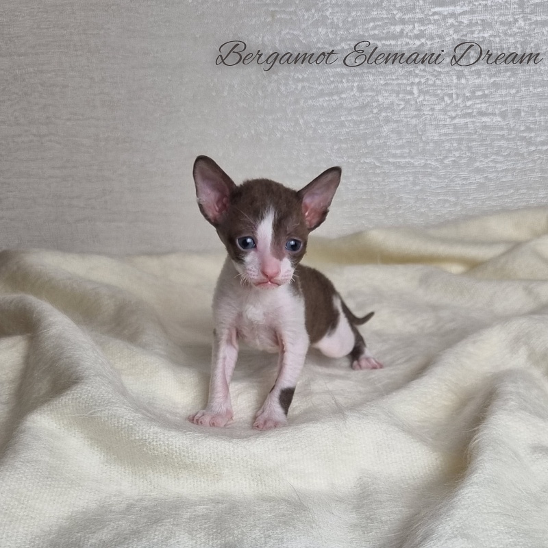 Bergamot Elemani Dream - Kitten cornish rex 3 weeks