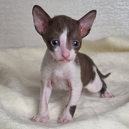 Bergamot Elemani Dream