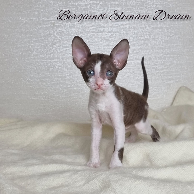 Bergamot Elemani Dream - Kitten cornish rex 1 month