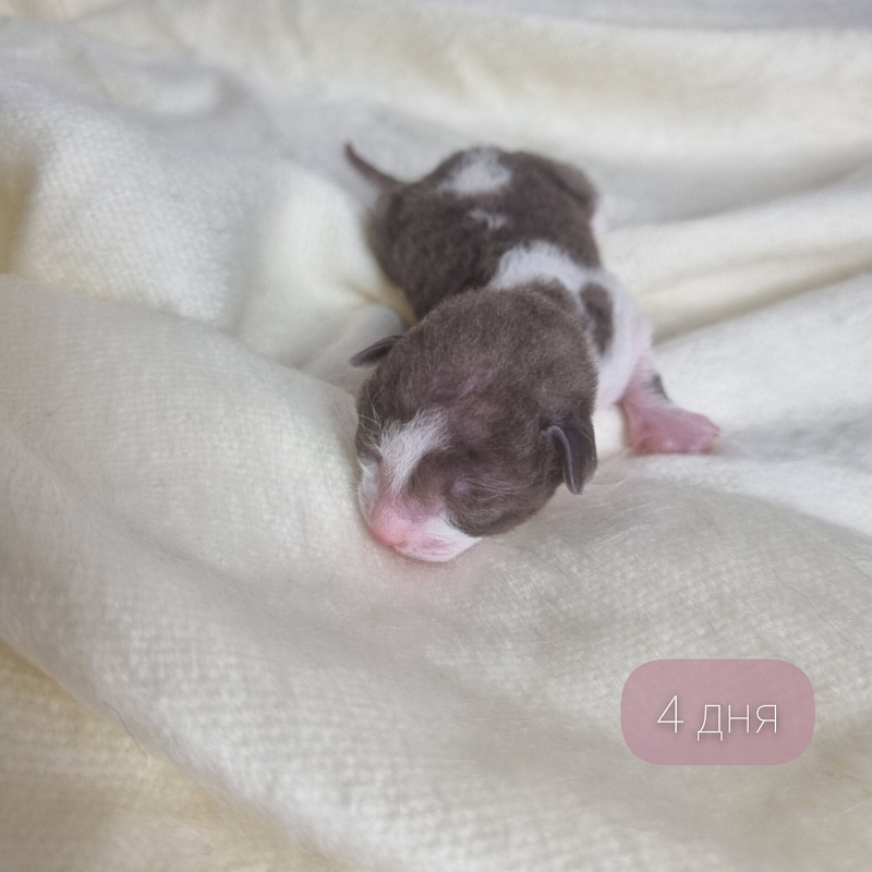 Bergamot Elemani Dream - Kitten cornish rex 0.5 weeks