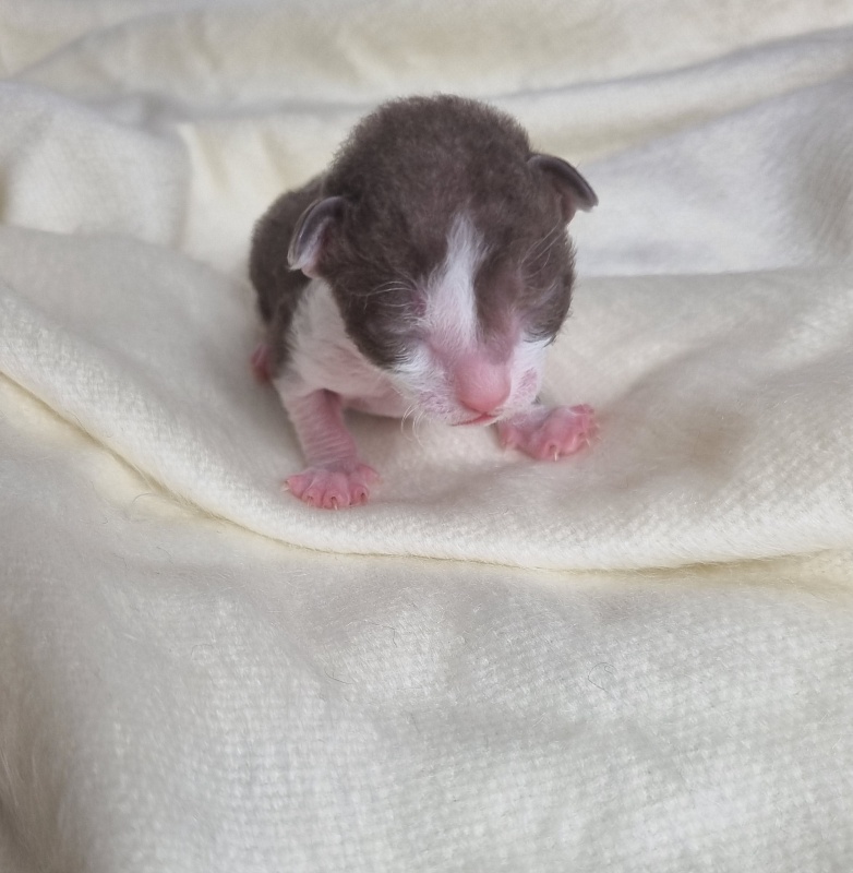 Bergamot Elemani Dream - Kitten cornish rex 0.5 weeks
