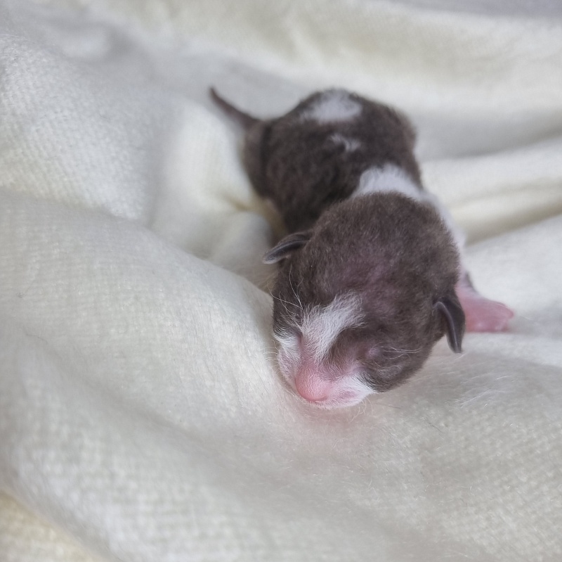 Bergamot Elemani Dream - Kitten cornish rex 0.5 weeks
