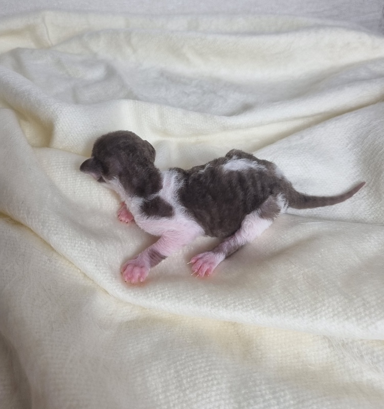 Bergamot Elemani Dream - Kitten cornish rex 0.5 weeks