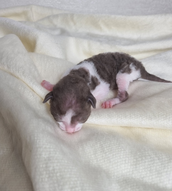 Bergamot Elemani Dream - Kitten cornish rex 0.5 weeks
