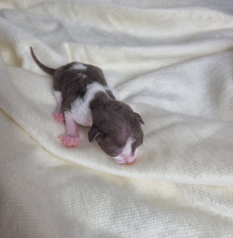 Bergamot Elemani Dream - Kitten cornish rex 0.5 weeks