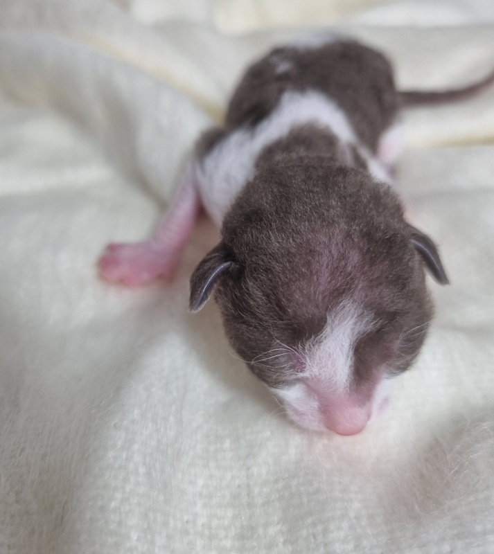 Bergamot Elemani Dream - Kitten cornish rex 0.5 weeks